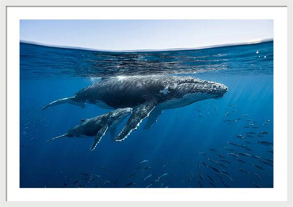 Humpback Whale Mother And Calf