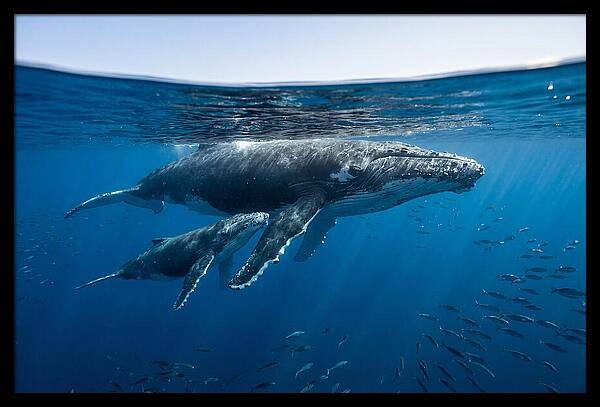 Humpback Whale Mother And Calf