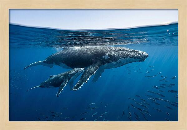 Humpback Whale Mother And Calf