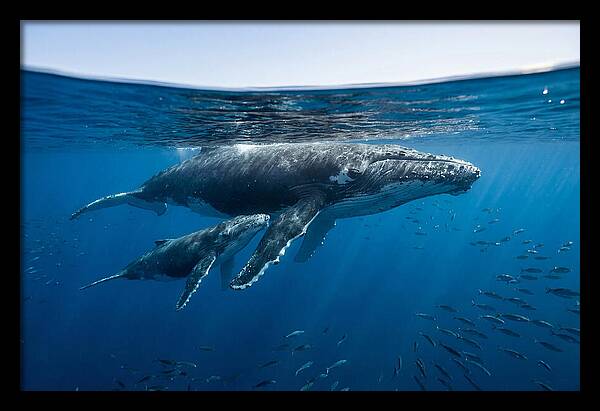 Humpback Whale Mother And Calf