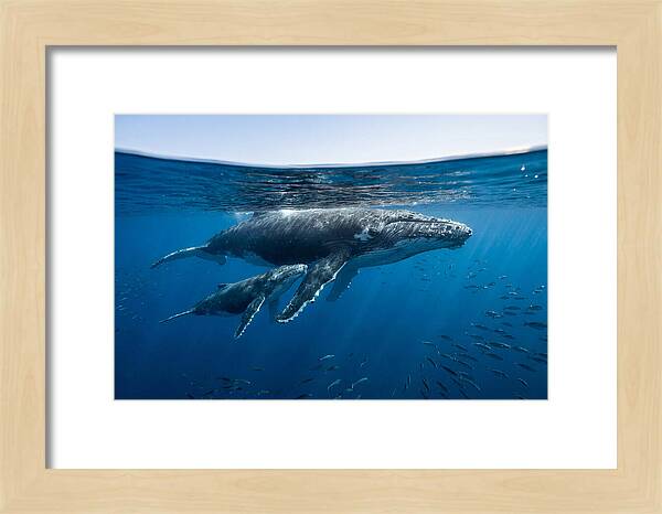 Humpback Whale Mother And Calf