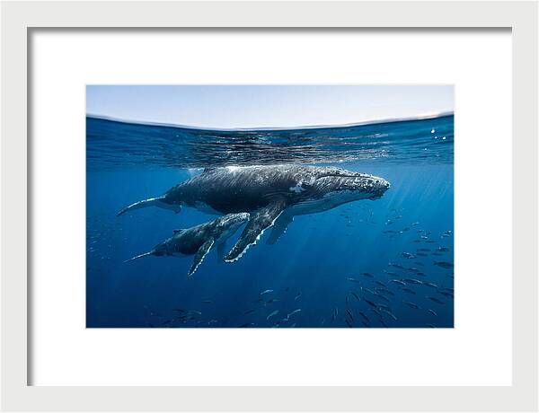 Humpback Whale Mother And Calf
