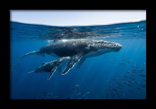 Humpback Whale Mother And Calf