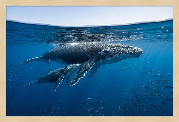 Humpback Whale Mother And Calf