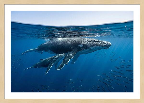 Humpback Whale Mother And Calf