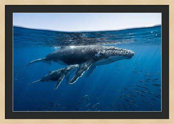 Humpback Whale Mother And Calf