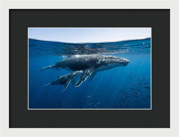 Humpback Whale Mother And Calf