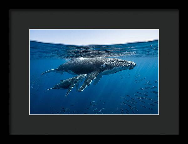 Humpback Whale Mother And Calf