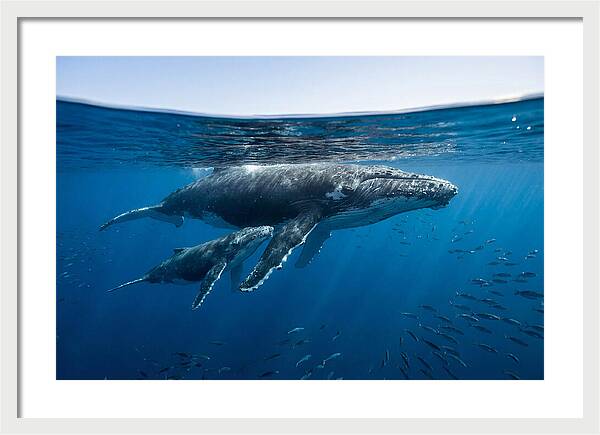 Humpback Whale Mother And Calf