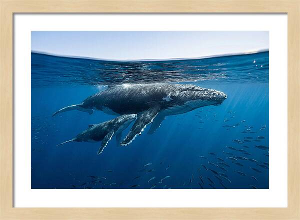 Humpback Whale Mother And Calf