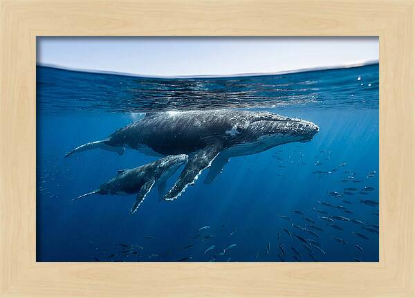 Humpback Whale Mother And Calf