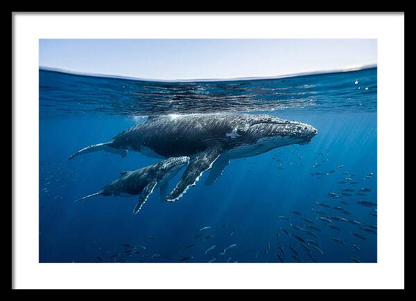 Humpback Whale Mother And Calf