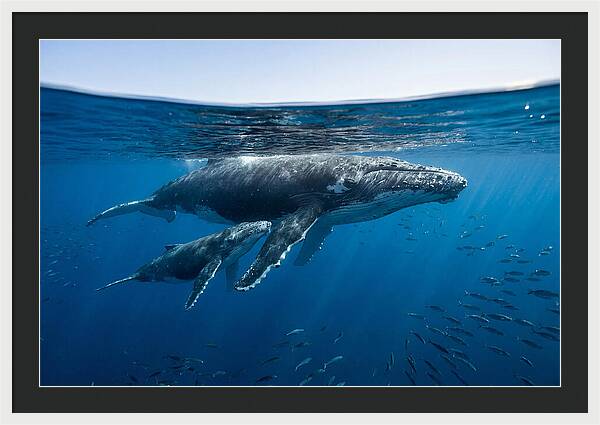 Humpback Whale Mother And Calf