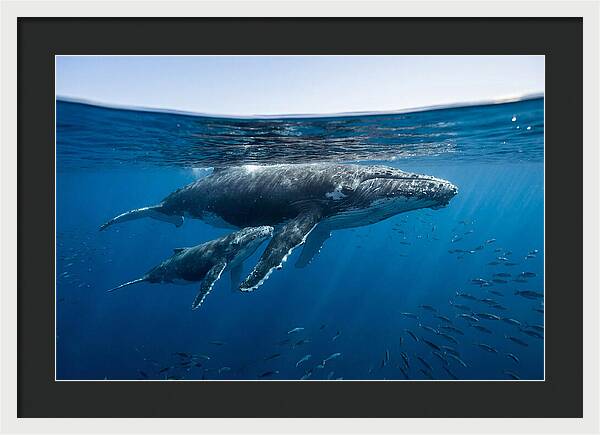 Humpback Whale Mother And Calf