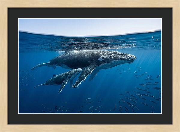 Humpback Whale Mother And Calf
