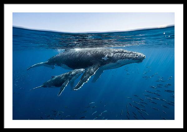 Humpback Whale Mother And Calf