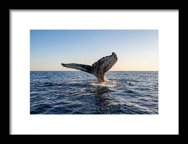 Humpback Whale Tail Fluke