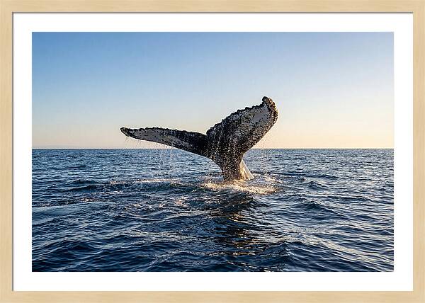 Humpback Whale Tail Fluke