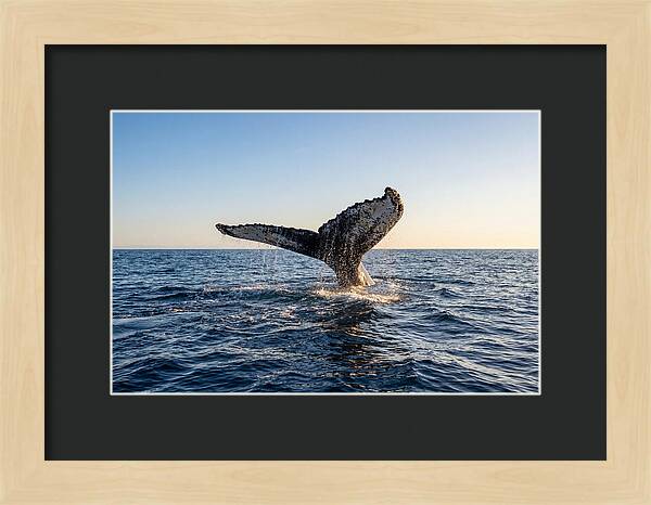 Humpback Whale Tail Fluke