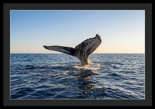 Humpback Whale Tail Fluke