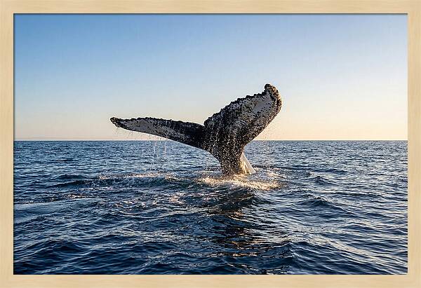 Humpback Whale Tail Fluke