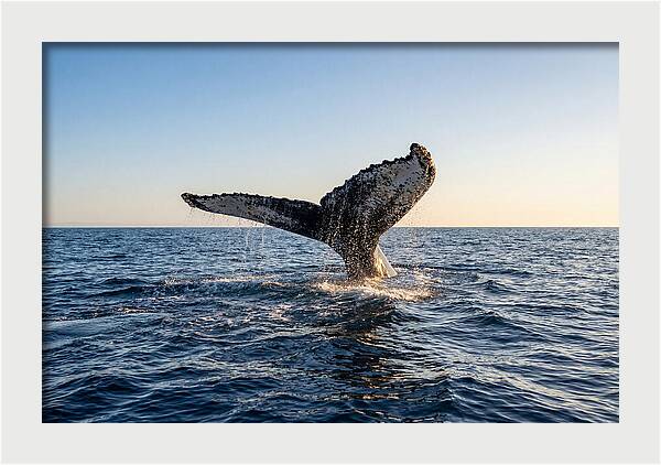 Humpback Whale Tail Fluke