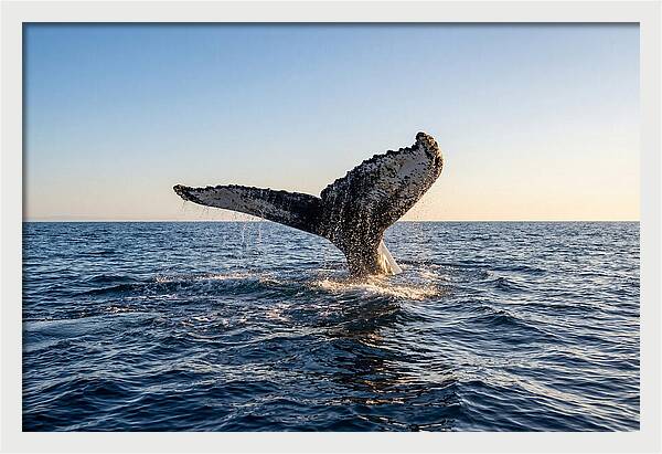 Humpback Whale Tail Fluke