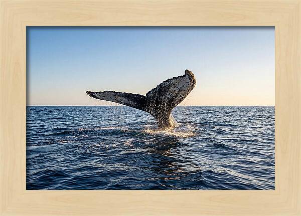 Humpback Whale Tail Fluke