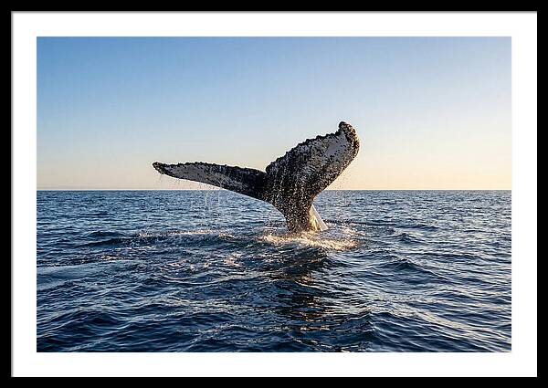 Humpback Whale Tail Fluke