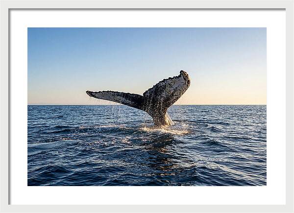 Humpback Whale Tail Fluke