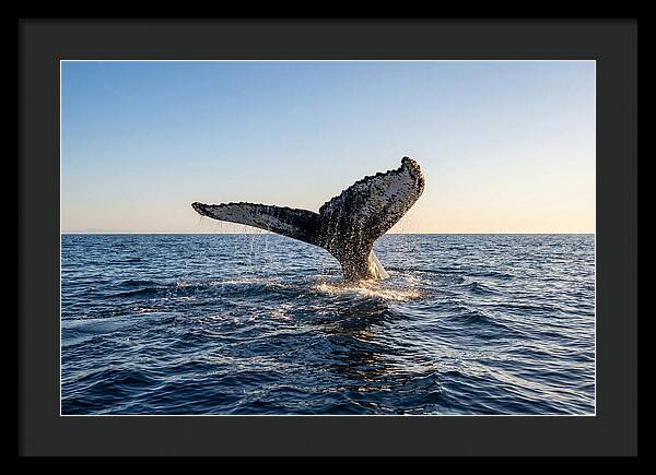 Humpback Whale Tail Fluke