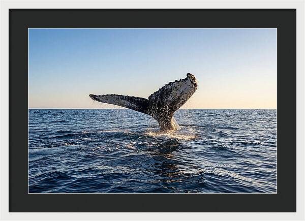 Humpback Whale Tail Fluke