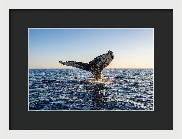 Humpback Whale Tail Fluke