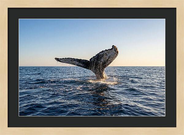 Humpback Whale Tail Fluke
