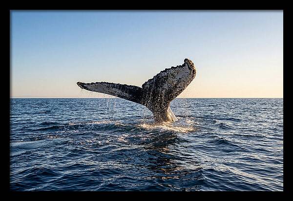 Humpback Whale Tail Fluke