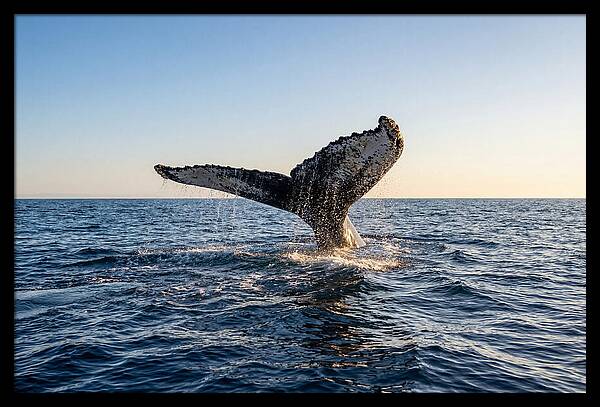 Humpback Whale Tail Fluke