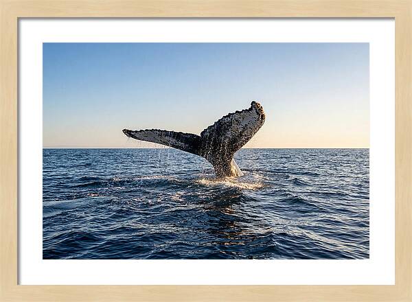 Humpback Whale Tail Fluke