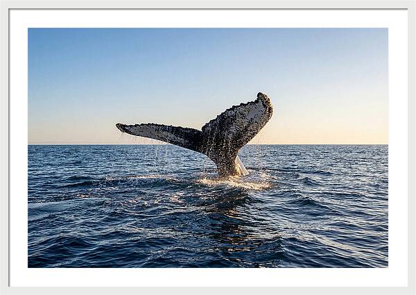 Humpback Whale Tail Fluke