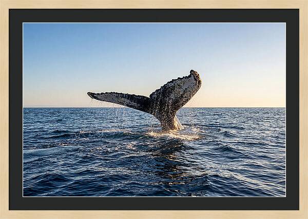 Humpback Whale Tail Fluke