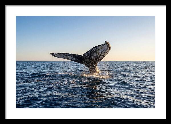 Humpback Whale Tail Fluke