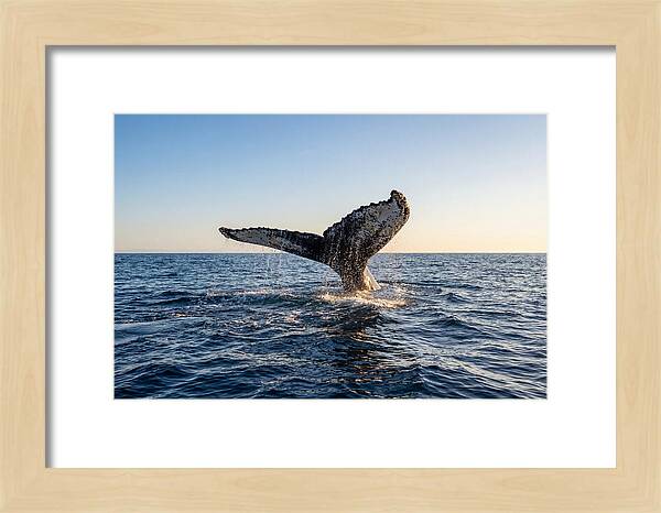 Humpback Whale Tail Fluke