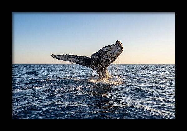 Humpback Whale Tail Fluke