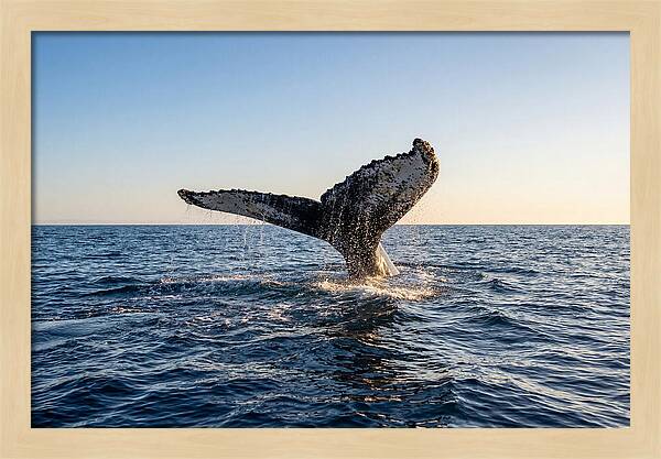 Humpback Whale Tail Fluke