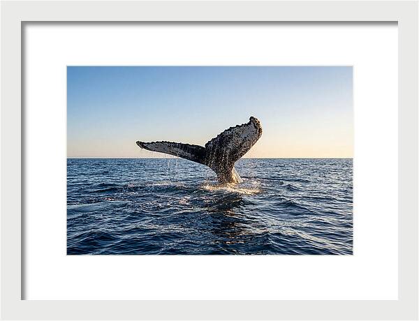Humpback Whale Tail Fluke