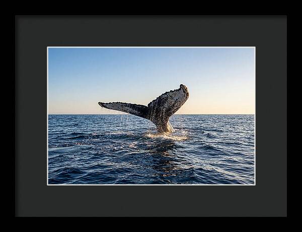 Humpback Whale Tail Fluke