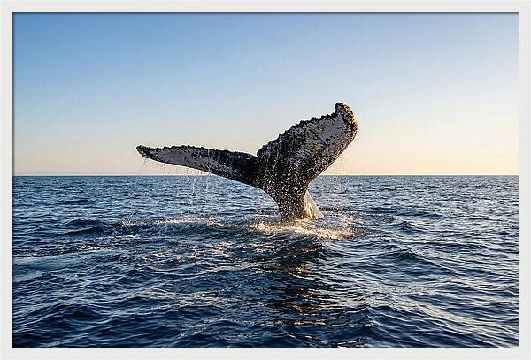 Humpback Whale Tail Fluke