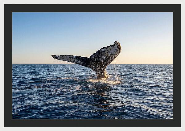 Humpback Whale Tail Fluke