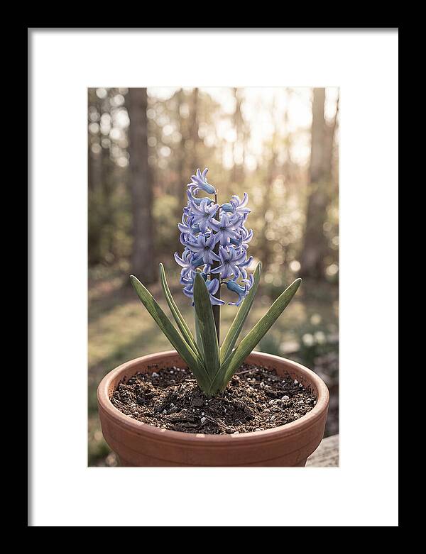 Hyacinth Fragrant In Spring