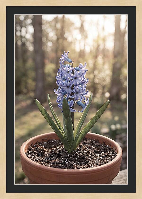 Hyacinth Fragrant In Spring