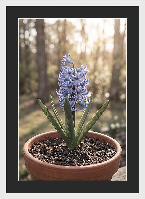 Hyacinth Fragrant In Spring